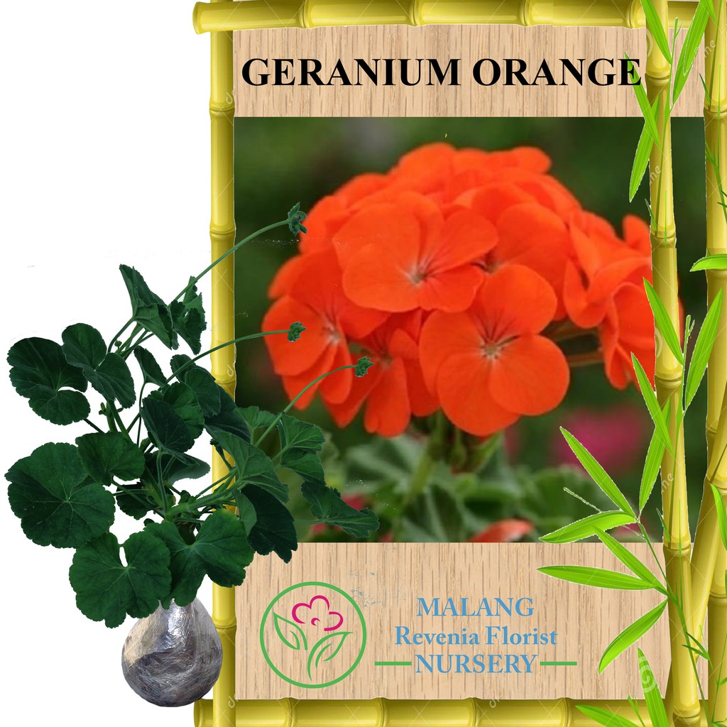 Tanaman Orange Geranium