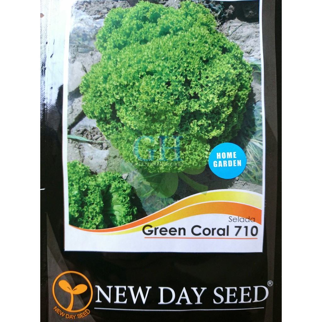 Benih Bibit Selada Hijau Keriting/Green Coral 710, by New Day Seed