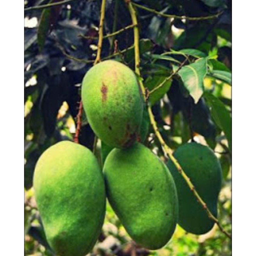 bibit tanaman buah mangga