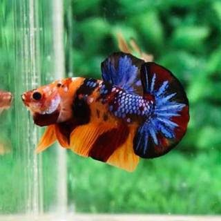 55 Gambar Cupang Nemo Galaxy Gratis Terbaik
