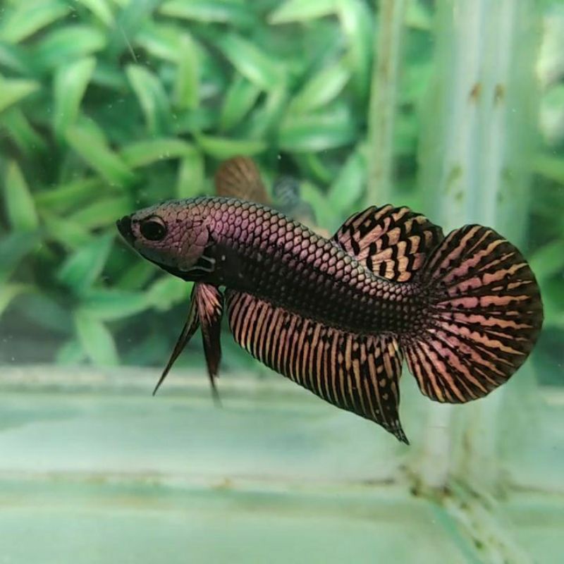 cupang alien cooper hybrid