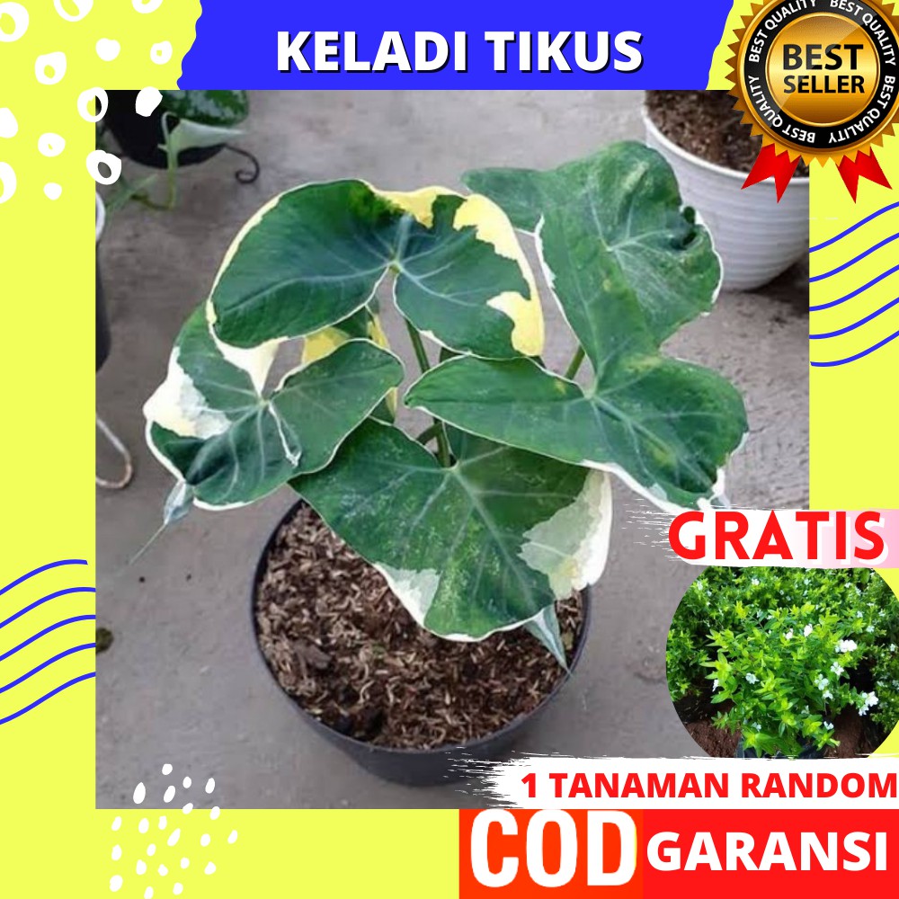 Produsen Tanaman Bunga Hias Hidup Asli Keladi Tikus Murah Segar Indoor Outdoor z13yM3jtorZGorL