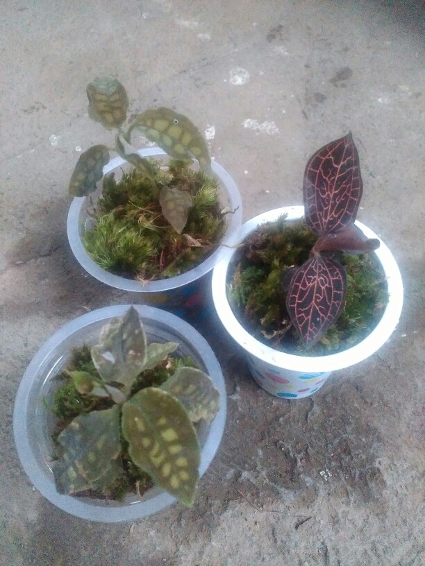 Anggrek Tanah Jewel Orchid/anoectochilus Rendwartii/anoectochilus Sp/macodes Petola