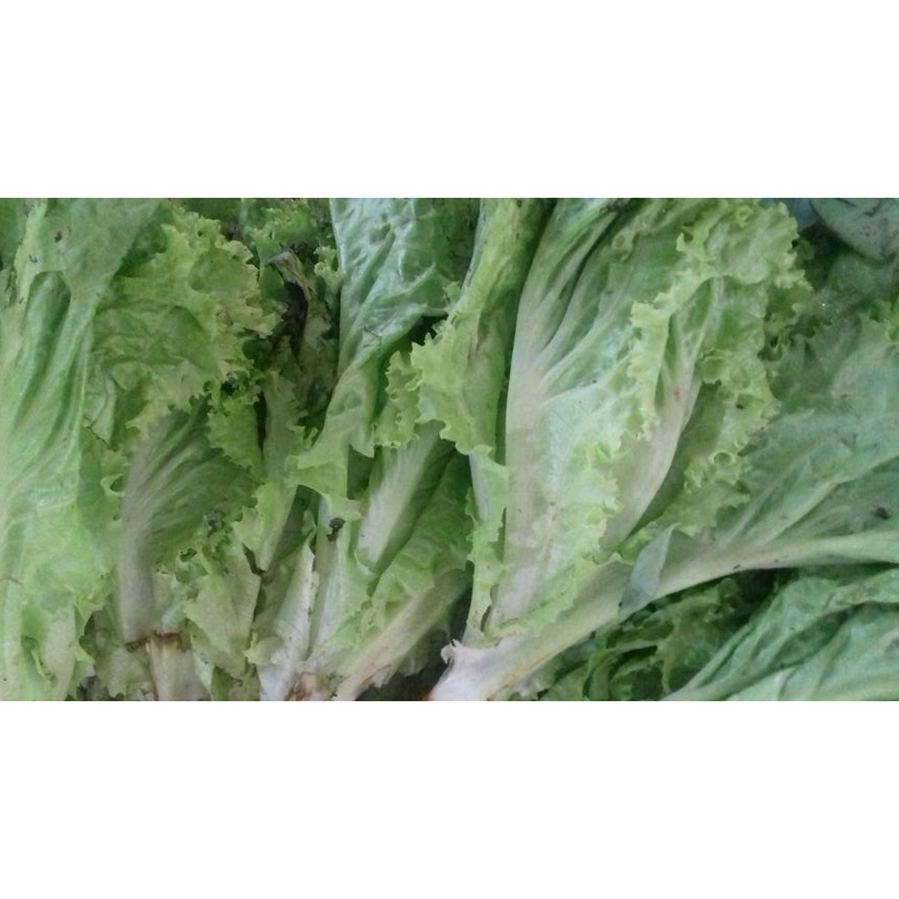 

Daun Selada