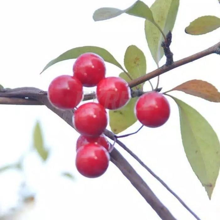 

100Pcs 8Mm Artificial Christmas Red Holly Berry Xmas Tree Hanging