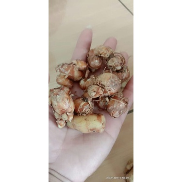 

kencur segar 100g