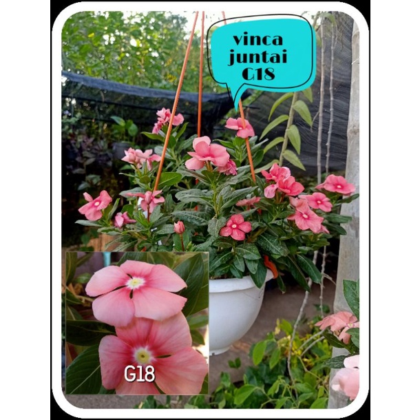 biji bunga vinca gantung G18.vinca.bunga vinca juntai.benih vinca.vinca juntai.bunga vinca.biji bung