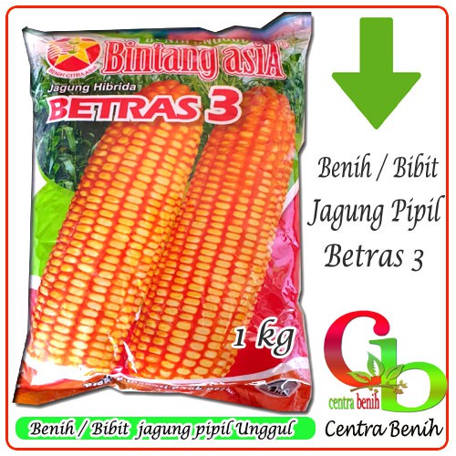 1kg - BENIH JAGUNG PIPIL HIBRIDA BETRAS 3 - BIBIT JAGUNG