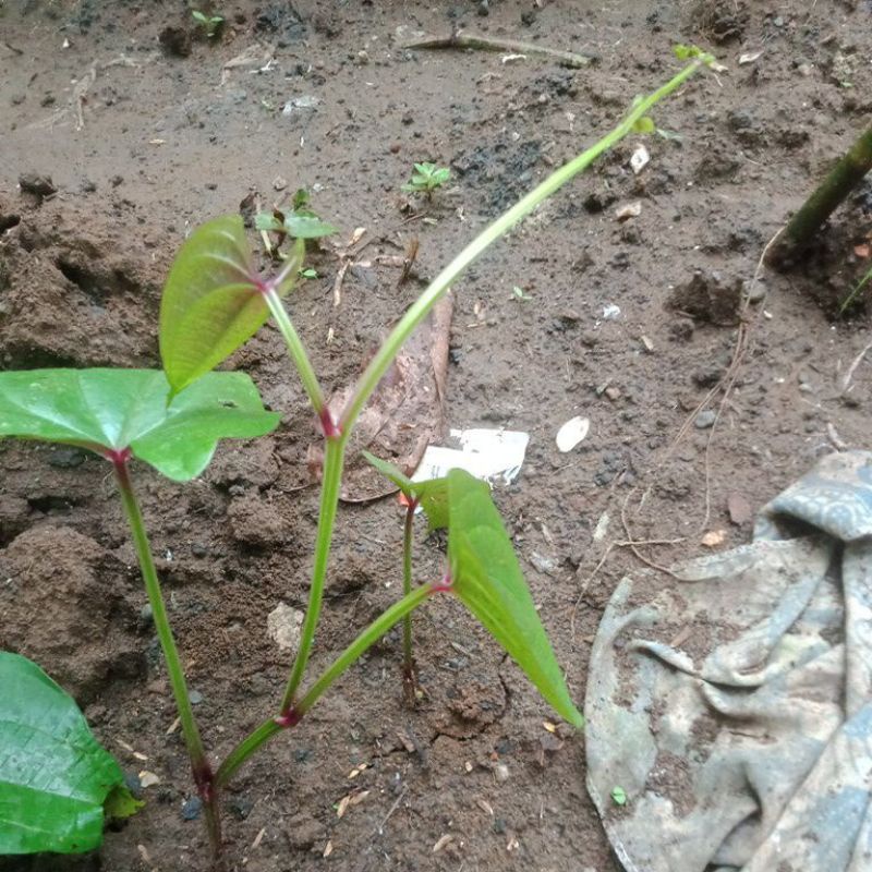 BIBIT TANAMAN UWI umbi dalam putih kulit merah ungu