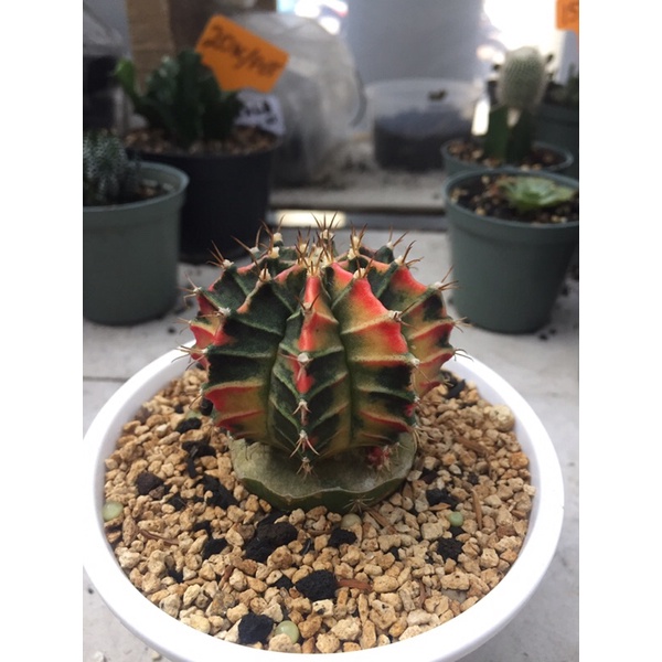 Kaktus Hias calon indukan Gymno Mihanovichii Starfire grafting