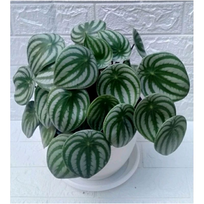 tanaman hias daun peperomia watermelon semangka daun jumbo