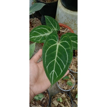 anturium kuping gajah hibrid