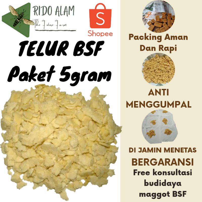 

Telur lalat bsf per 5gram Telur maggot bsf berkwalitas termurah