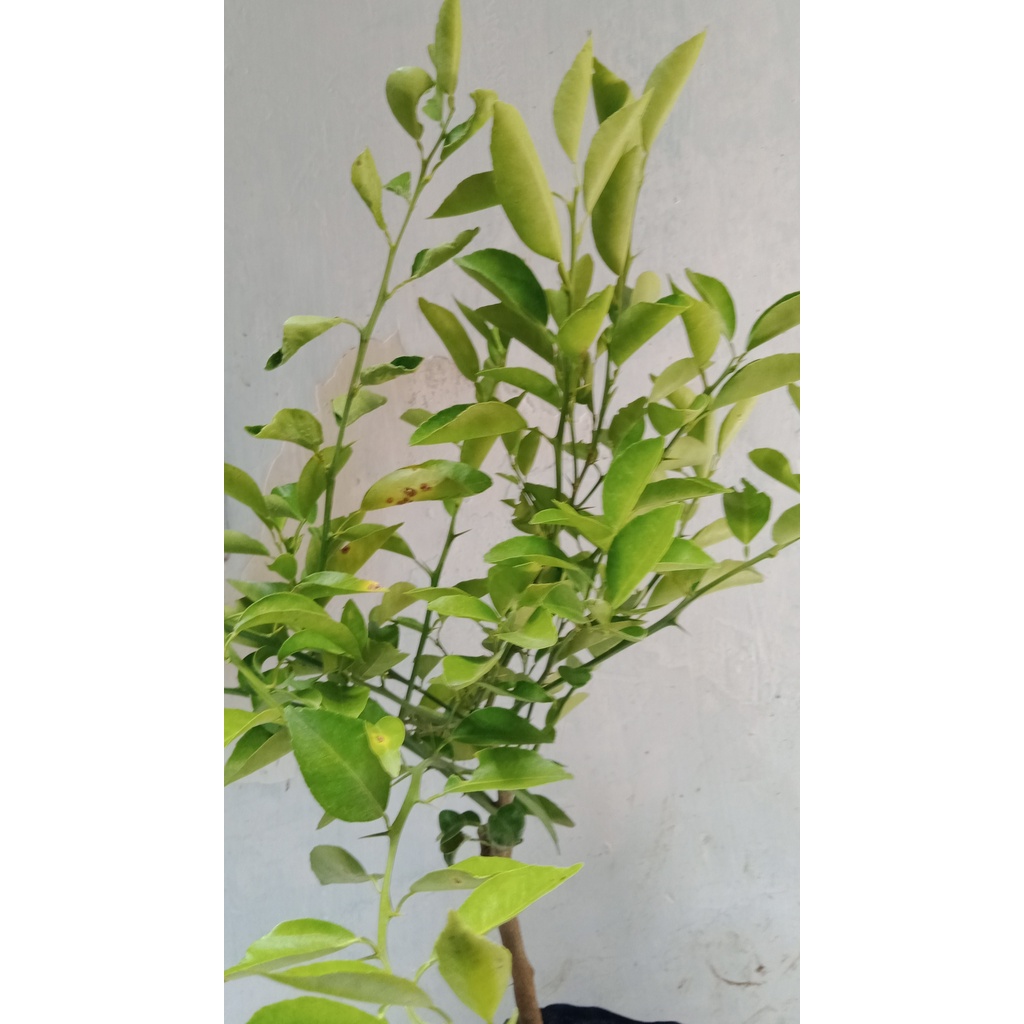 jeruk limau/jeruk sambal/termurah/buah jeruk limau/terlaris/jeruk masakan/jeruk lalapan/seafood