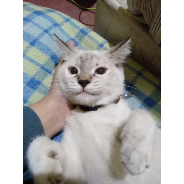 Kucing Persia short hair