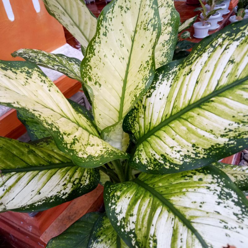 Difenbacia beras wutah/bunga bahagia