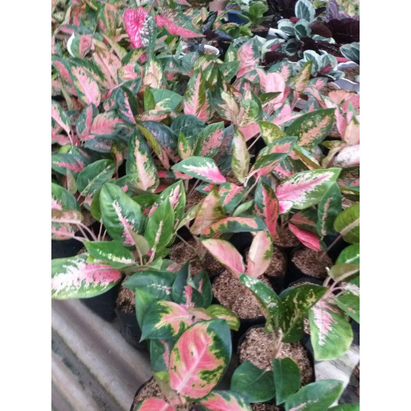 aglonema kochin hibrid