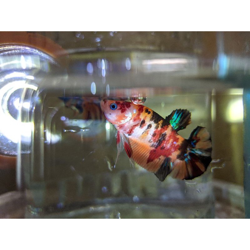 ikan cupang koi galaxy