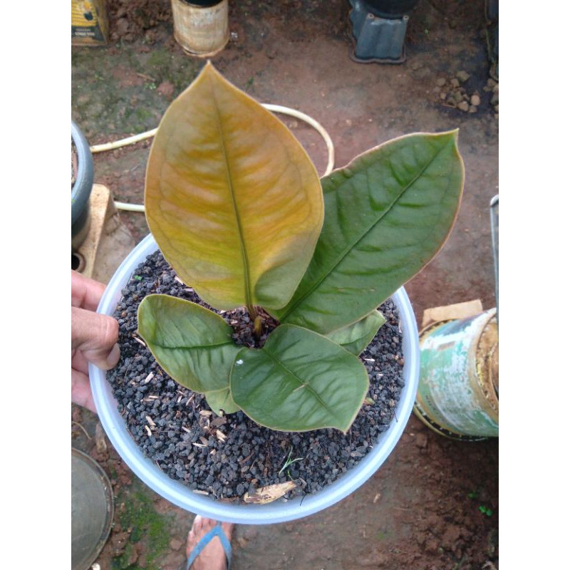 Anthurium Neo SuperBoom