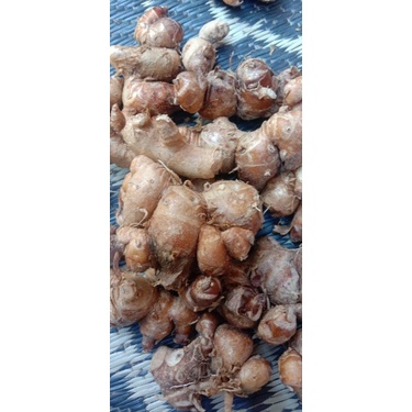 

KENCUR SEGAR KENCUR BUMBU MASAK