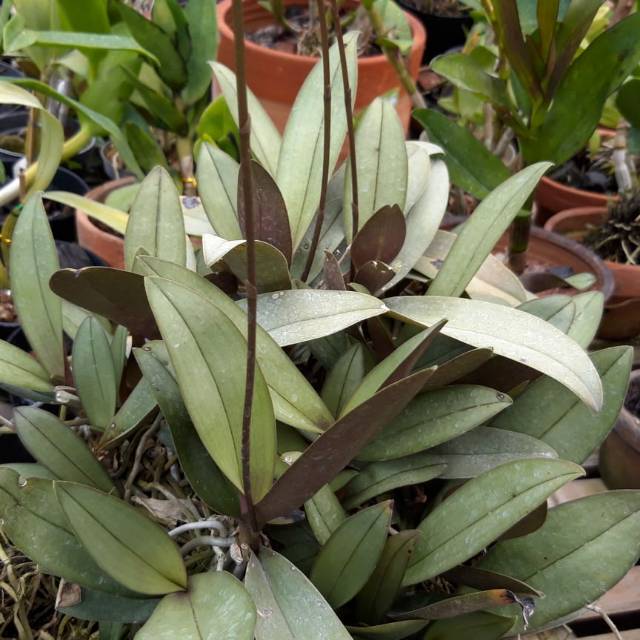 Doritis Rumpun Besar