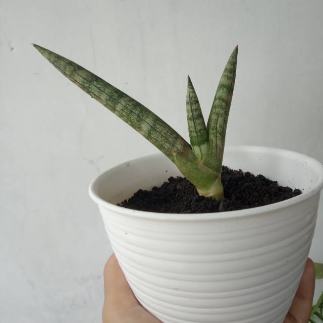 Sansevieria boncel silver sansivera