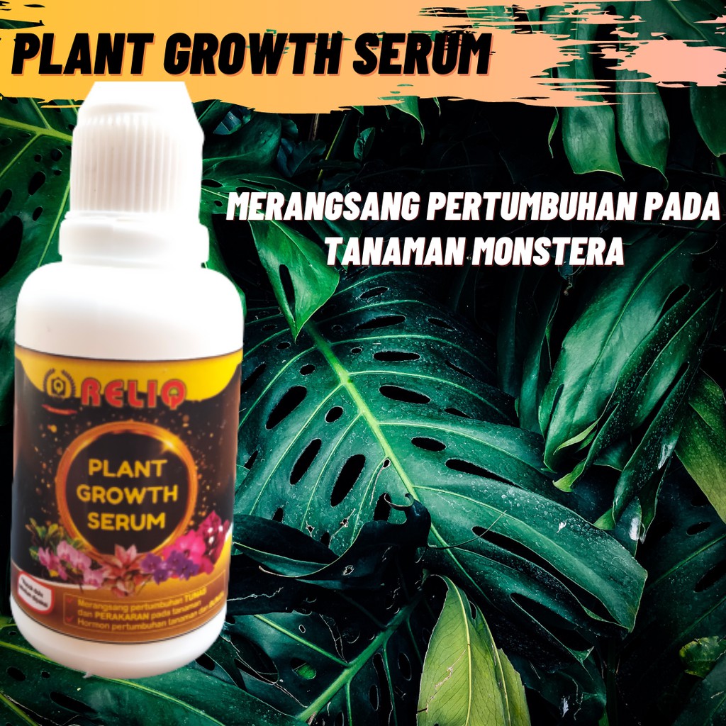 HORMON Monstera, Hormon Monstera Variegata, Tanaman Hias Monstera, Serum Tanaman Variegata Monstera