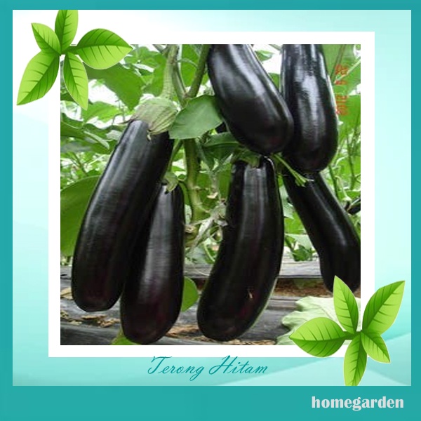 Bibit Terong Hitam Panjang Benih Tanaman Sayuran Benih Terong Tanaman Tropis