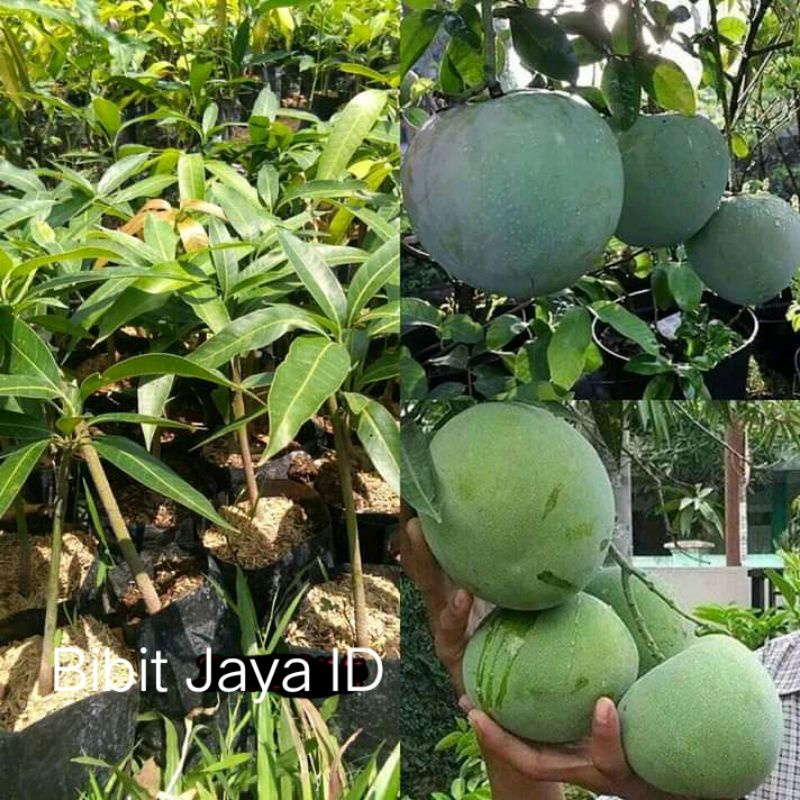 Bibit Buah Mangga Kelapa - Cepat Berbuah