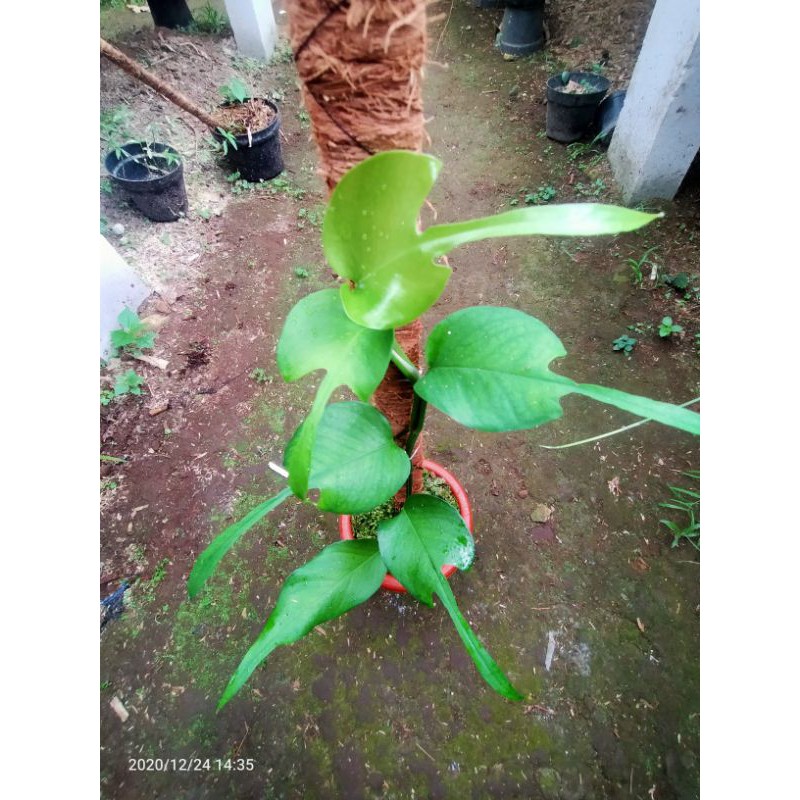 Epipremnum Skeleton Key