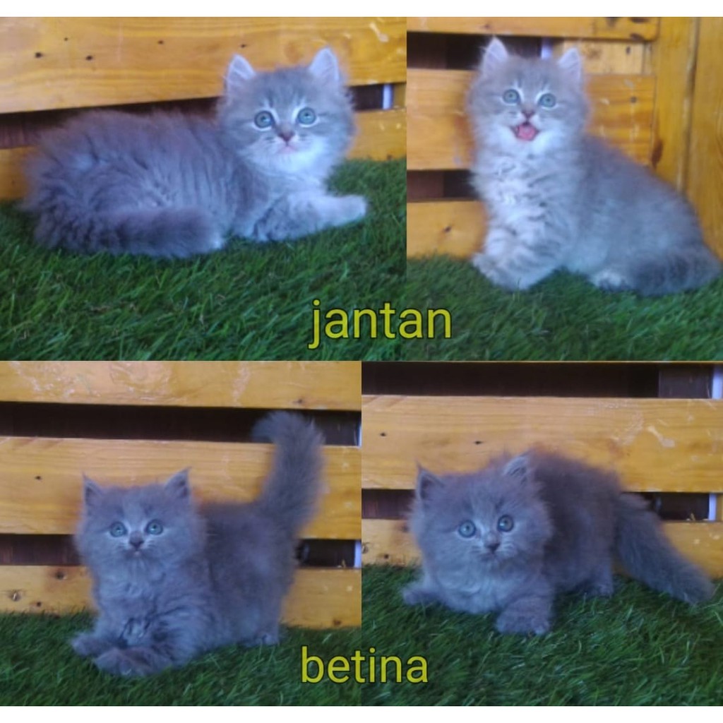 Kitten Munckin a.n. Diva Surabaya