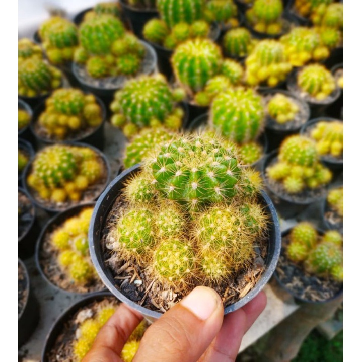 KAKTUS HIAS ECHINOPSIS CHALOCHLORA KAKTUS MURAH LANGSUNG PETANI