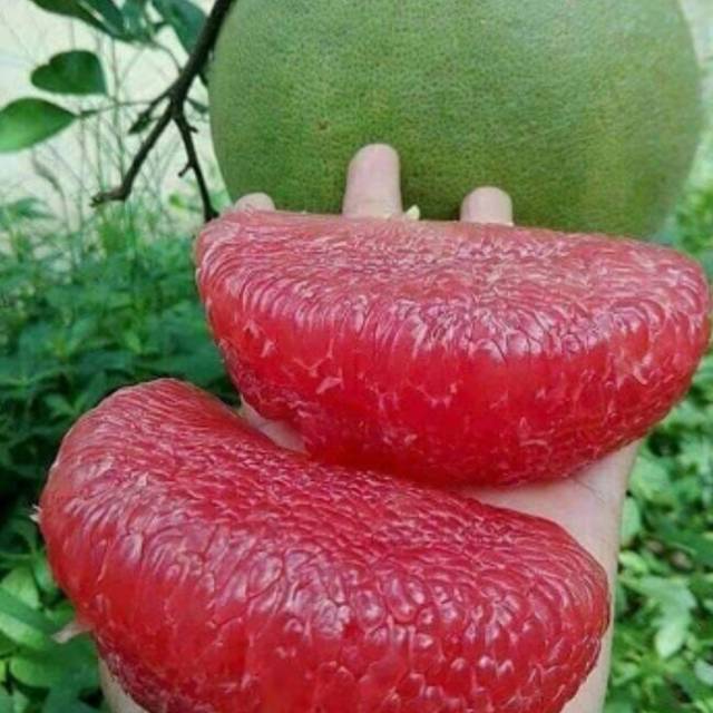 

Bibit jeruk red pomelo