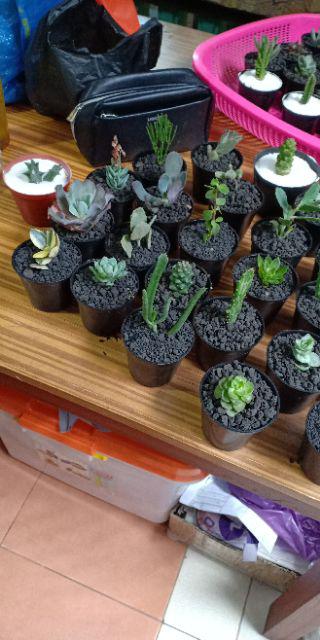 Kaktus Sukulen Paket 50 Pohon Bonus 50 Pot