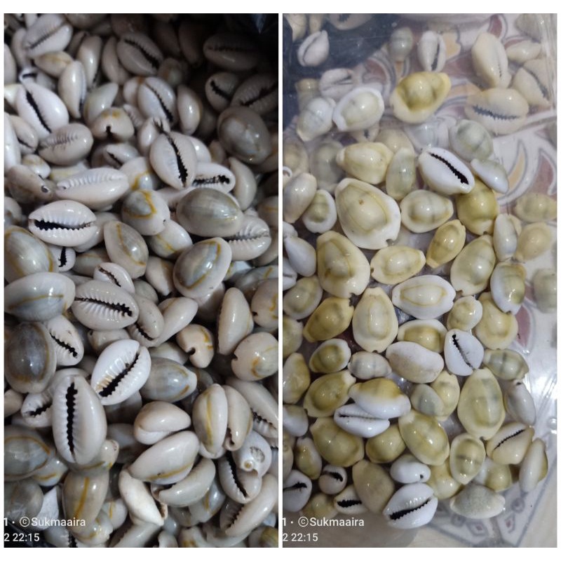 CANGKANG KERANG BIJI CONGKLAK/DAKON KUNING & HIJAU/buli kopi 50 pcs