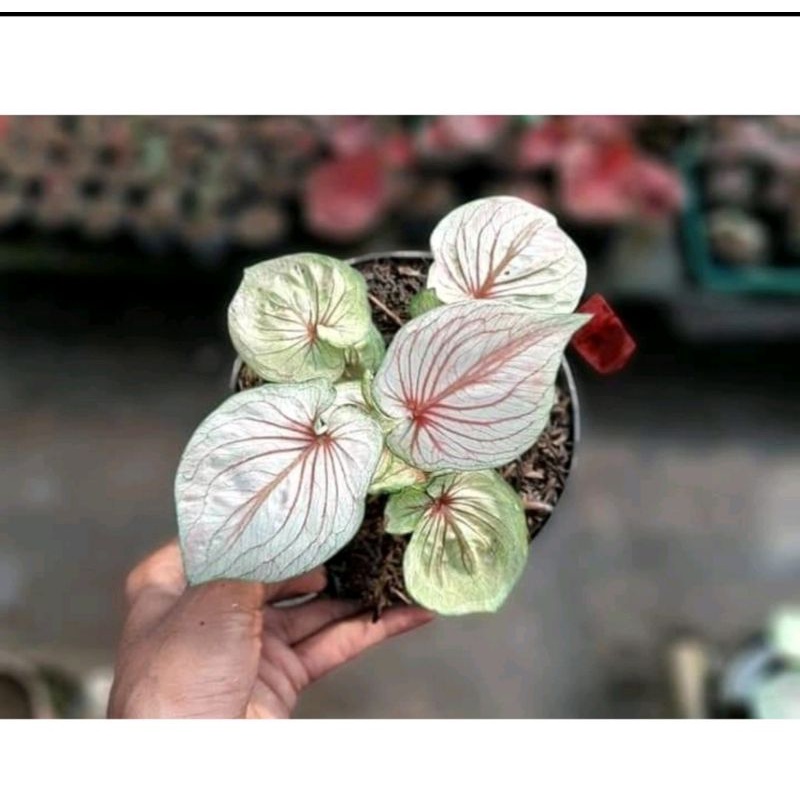Umbi caladium white Angel