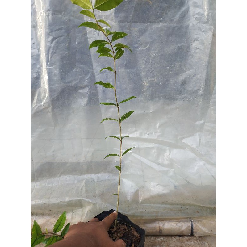 anting putri semai biji bahan bonsai