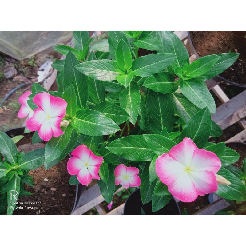 

Biji vinca Nirvana white splash