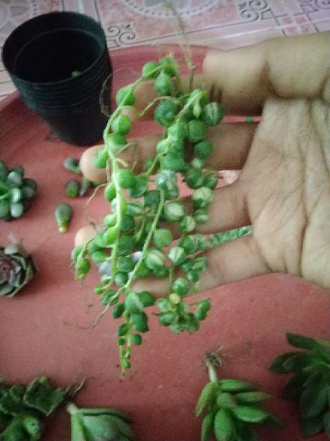 Sukulen Murah Dan Hemat Dengan Berbagai Macam Variant Sudah Termasuk Pot 10cm