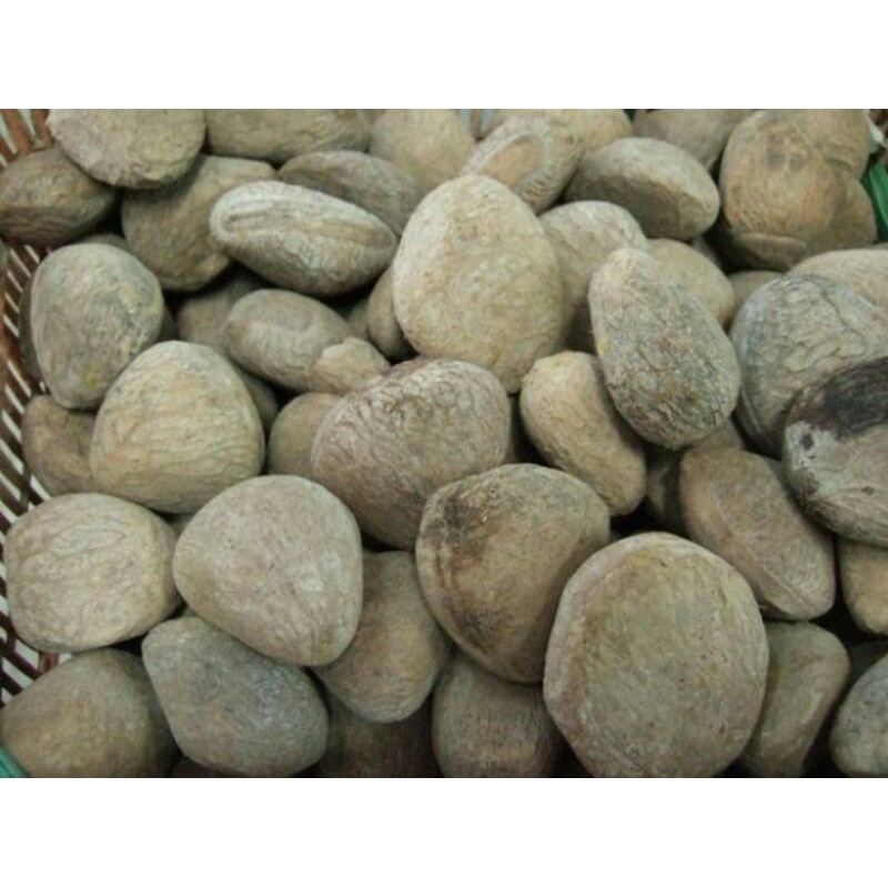 

Kluwak / Kluwek Per 250 gram