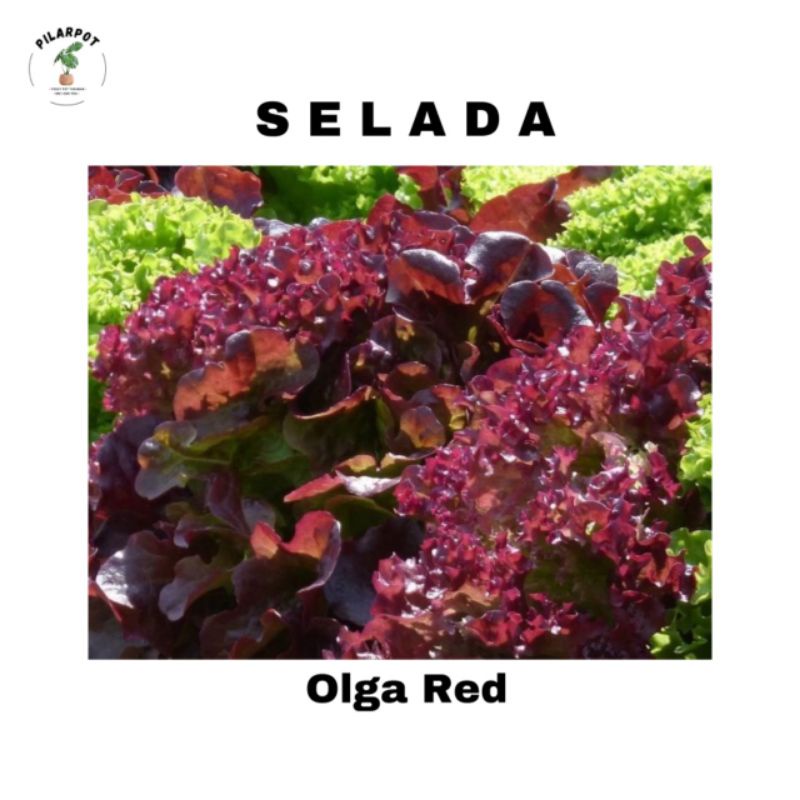 Benih bibit SELADA MERAH OLGA RED known you seed - KYS SELADA OLGA RED