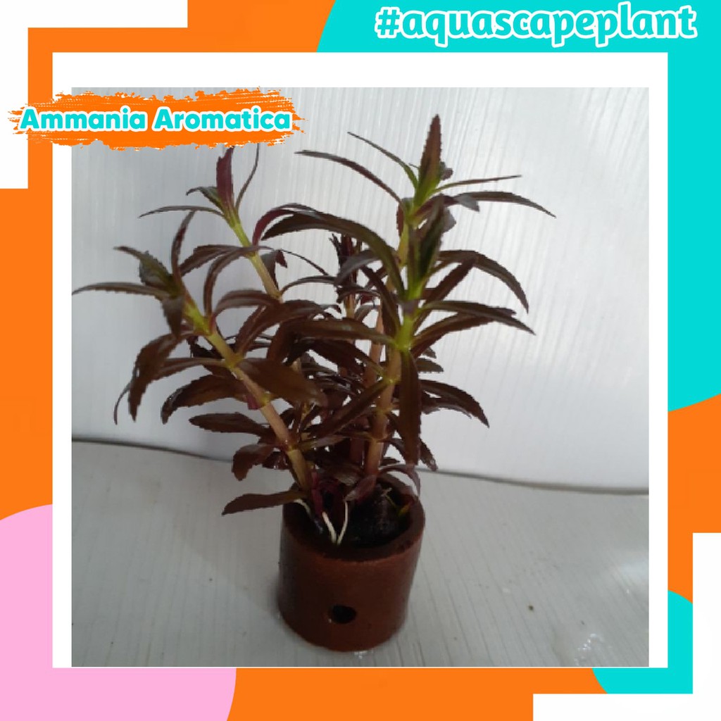 Tanaman aquascape Ammania aromatica