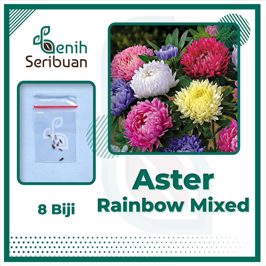 BS-BYL Bibit Bunga Benih Tanaman Bunga Hias Matahari Mawar Aster Vinca Krisan Telang Sunflower Krokot Lavender Marigold Zinnia-ASTER RAINBOW MIXED