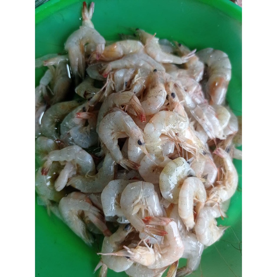 

Udang Halus