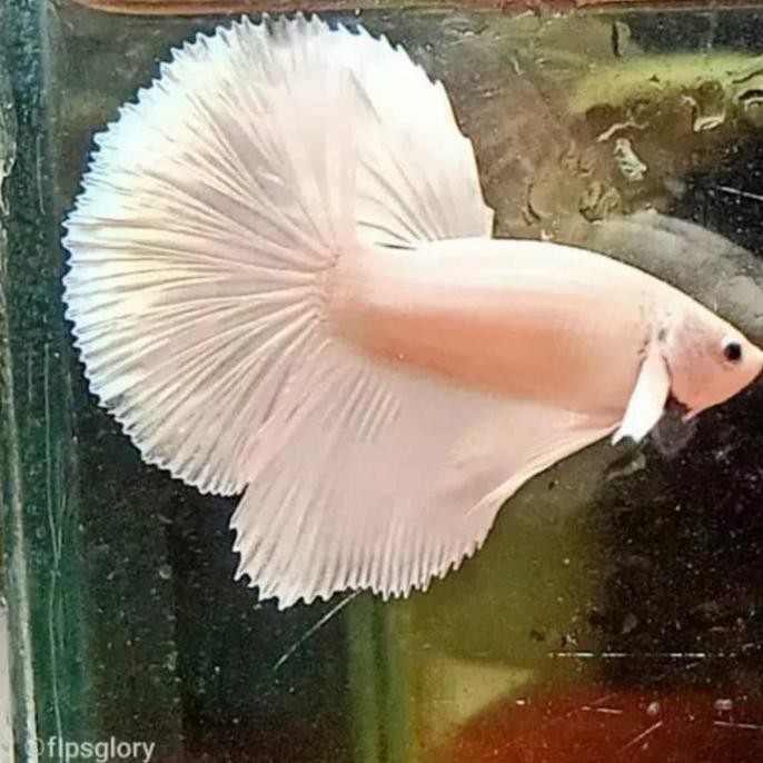 

Terbaru Jual Halfmoon White Opaque