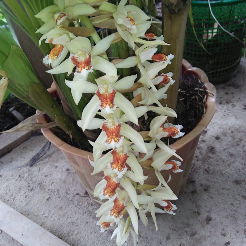 Coelogyne asperata