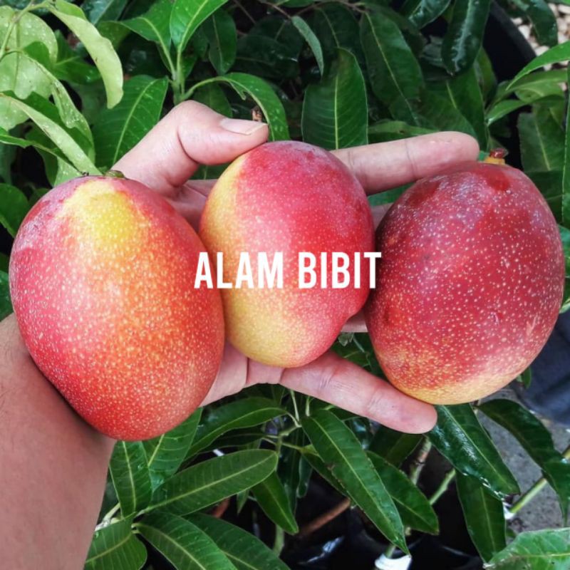 1 paket isi 3 bibit mangga garifta merah super