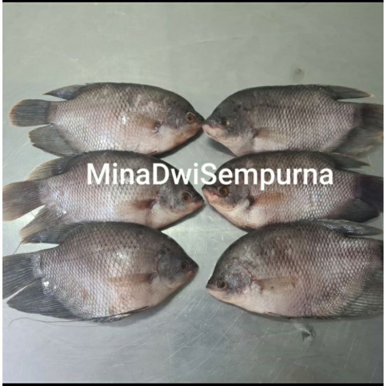 

Ikan Gurame Fresh 1Kg Isi 3 pcs