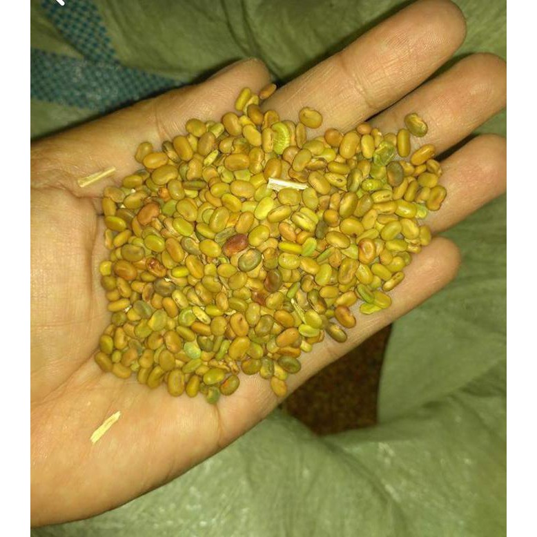 

UNIK Sedia 5 Ons Benih Biji Sayur Bunga Turi Putih bibit / biji / benih 2 SEPTEMBER