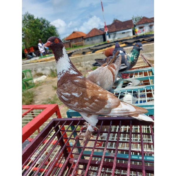 Merpati Kolong Bebas